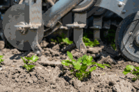 Seed Hoeing robot coriander 20