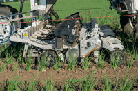 Seed Hoeing robot onion 30