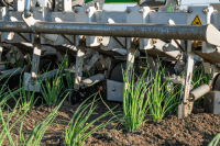 Seed Hoeing robot onion 20