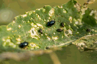 Cabbage stem flea beetle 14