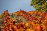 Vineyards in October 12