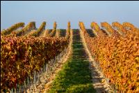 Vineyards in October 10