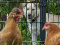 Dog watches hens 4