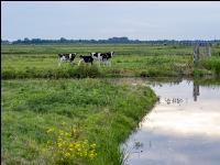 Holstein herd in Holland 14