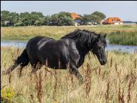 Friesian horses Holland 6
