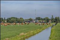 Pastures polders 3