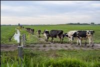 Holstein Herde in Holland 5