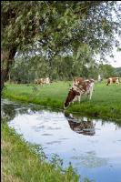 Red Holstein Herde 9