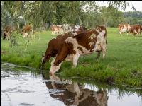 Red Holstein Herde 4