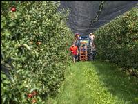 Apple harvest Puch 21
