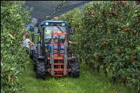 Apple harvest Puch 15