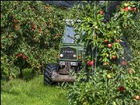 Apple harvest Puch 7