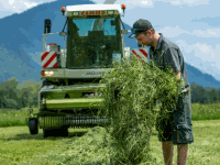 Grass chopping 114