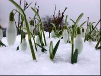 Schneeglöckchen