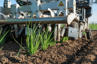Seed Hoeing robot onion 23