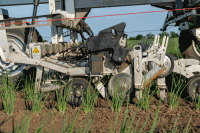 Seed Hoeing robot onion 22