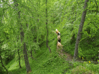 Almauftrieb 3