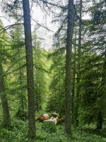 Almauftrieb 4