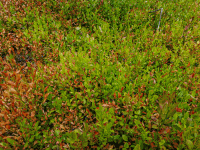 Föhren Heidelbeeren 8