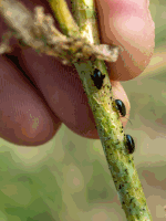 Cabbage stem flea beetle 11