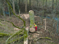 Eiche fällen 44