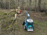 Eiche fällen 43