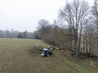 Eiche fällen 41