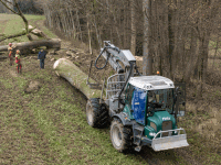 Eiche fällen 32