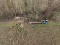 Eiche fällen 29