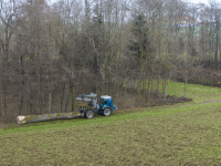 Eiche fällen 26