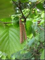 Haselnuß Blüte 3