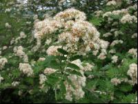 Vogelbeere Blüte 1