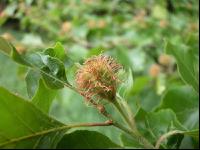Rotbuche Frucht 3