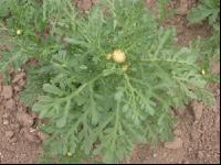 Salatchrysantheme