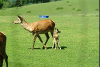 Kuh und Kalb