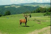 Rothirsch