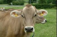 Braunvieh Weide 1