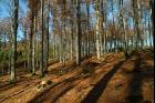 Buchenwald 15