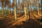 Buchenwald 1