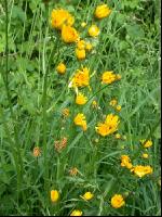 Wiesenpippau