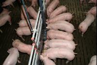 Schweine fressen 18