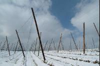 Hopfen Schnee 1