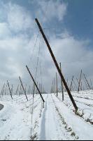Hopfen Schnee 2