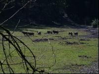 Wildschweine 16