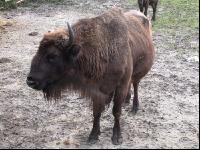 Wisent 1