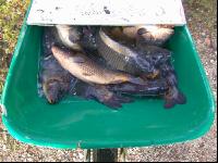 Fischfang 1