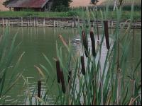 Fischteich 1