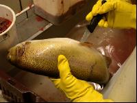 Fische zerlegen 3
