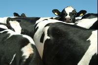 Holstein Weide 41