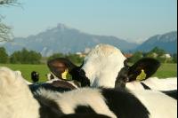 Holstein Weide 42